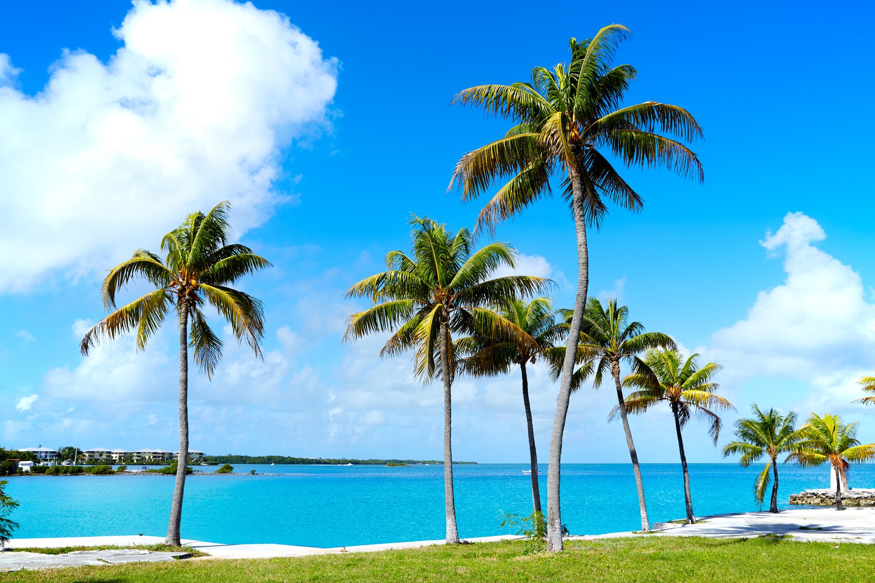 Florida Keys Palm Trees in Sunny Day Florida US